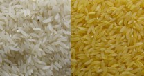 Ce elemente nutritive contine orezul alb si orezul brun?