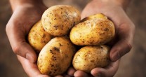 Cartoful, remediu naturist