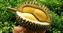 Durianul, fructul din Asia care poate trata starile febrile