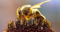 De ce este mai folositor polenul crud decat cel uscat?