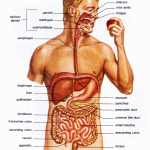 Digestia si sistemul digestiv