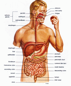 Digestia si sistemul digestiv