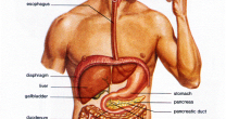Digestia – Elemente importante de digestie