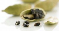 Semintele de cardamon, afrodisiace orientale de exceptie