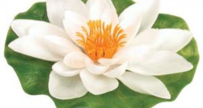 Infuzia de flori de nufar alb are un efect puternic astringent