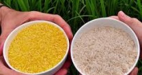 Cat de nociv este orezul auriu pentru corpul tau?