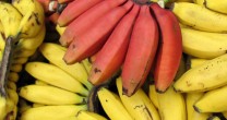 Cate feluri de banane exista pe Terra?