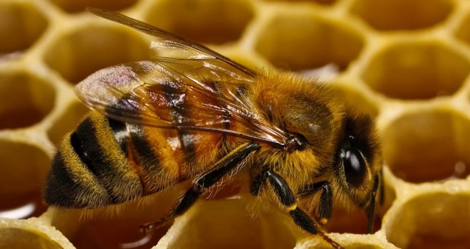 Cele mai inedite tipuri de miere si cum te ajuta