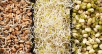 Cerealele germinate – de ce sa le consumi